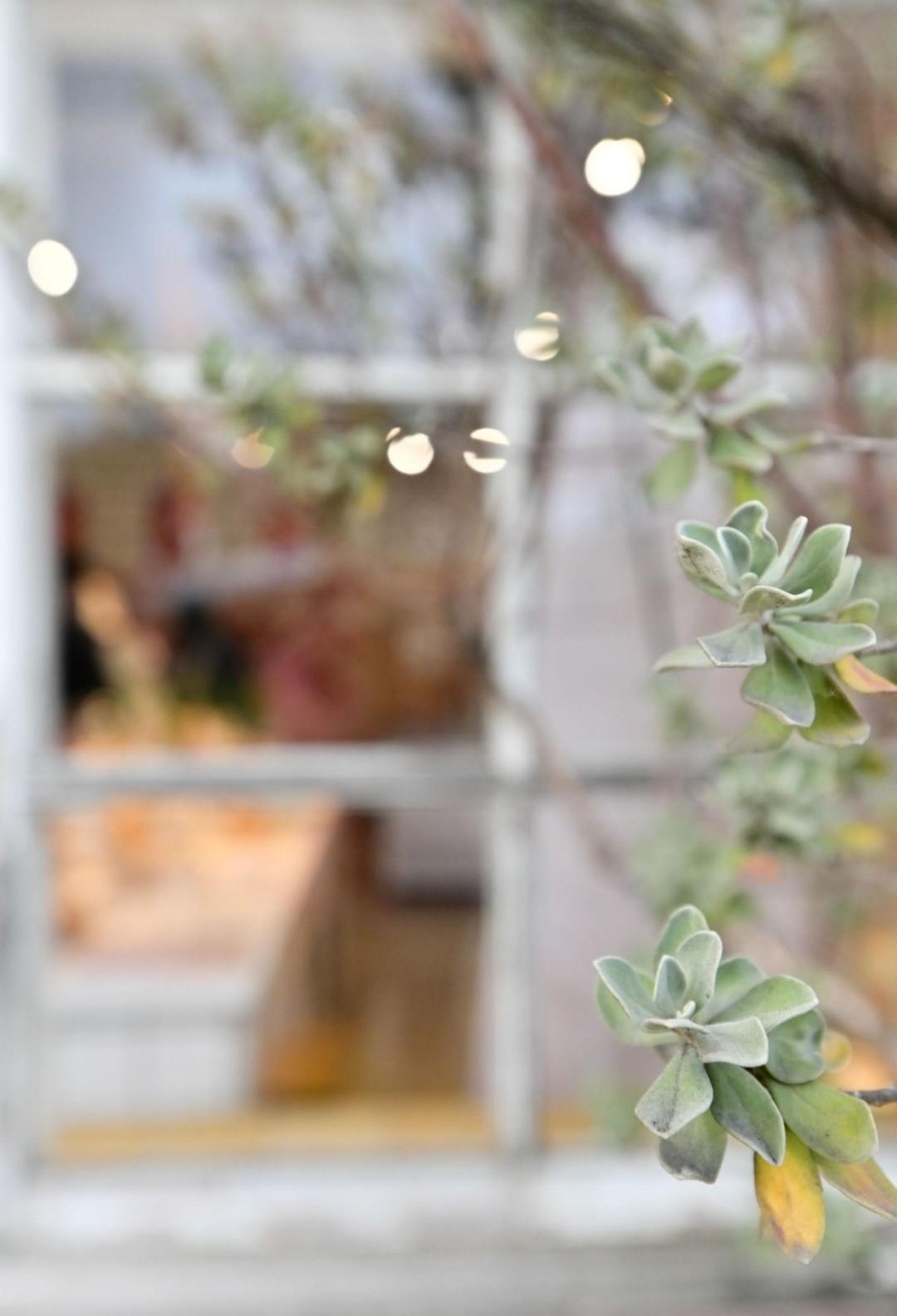 Softly focused greenery outside a window