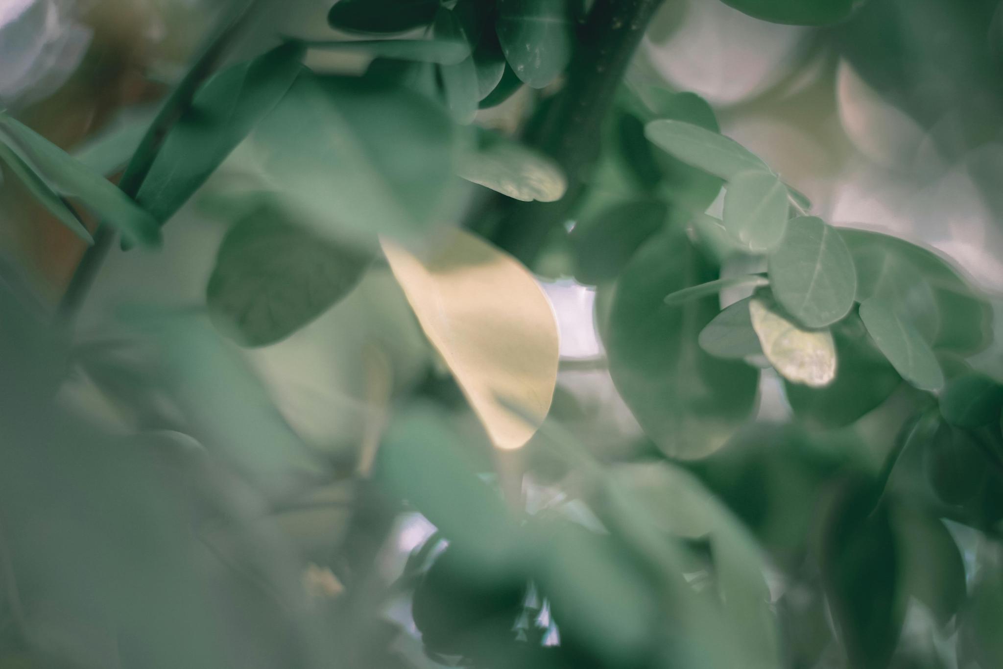 Soft green leaves in gentle focus with filtered natural light