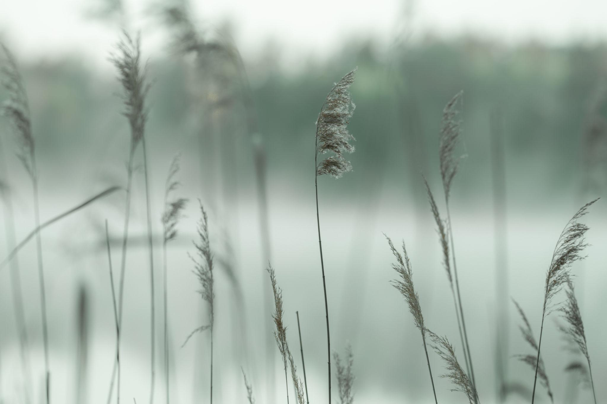 Soft reeds moving in the wind